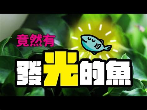 適合養在房間的魚|【適合養在房間的魚】房間空間小也能享受養魚樂趣！。